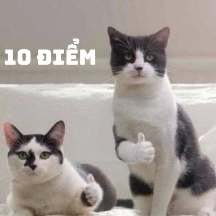 2 chú mèo giơ tay like và cho 10 điểm