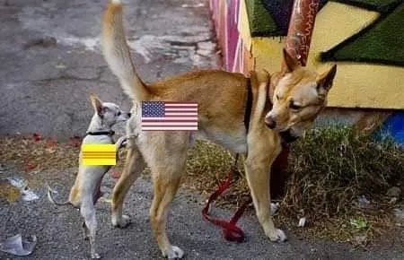 Hình chó hài bá đạo, dáng vẻ bựa cực đáng yêu.