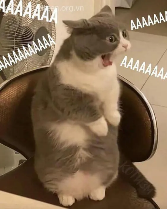 Ảnh chế mèo tối màu nhìn gắt đầy thần thái