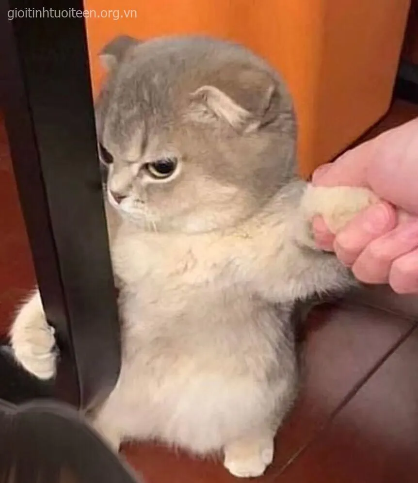 Meme hài mèo bực mình caption tự giễu bá đạo