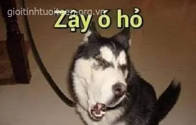 Meme chó Husky dáng ngồi triết lý, caption như thầy đời