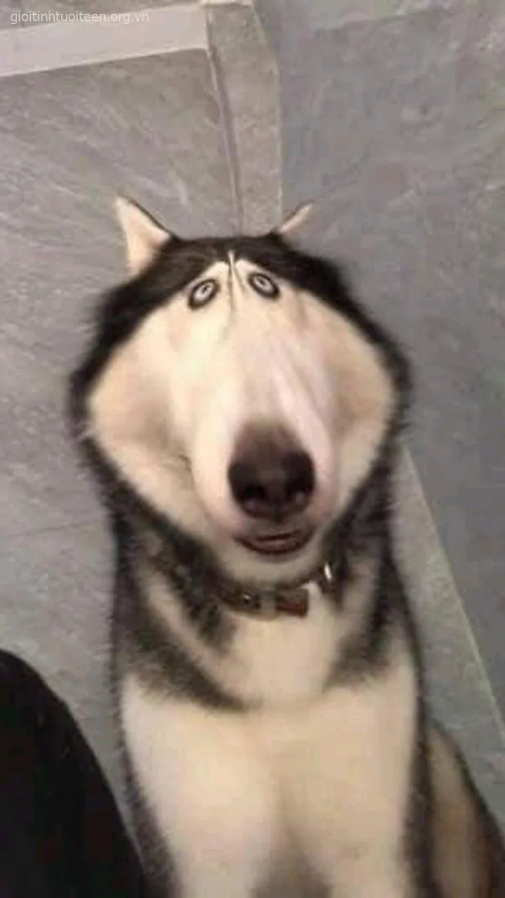 Ảnh troll boss ngáo giận dỗi trông vừa đáng yêu vừa lầy