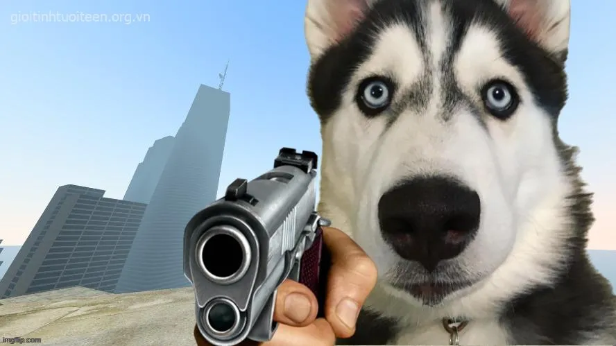 Ảnh chế Husky chỉa súng gây bão TikTok với biểu cảm cực lầy