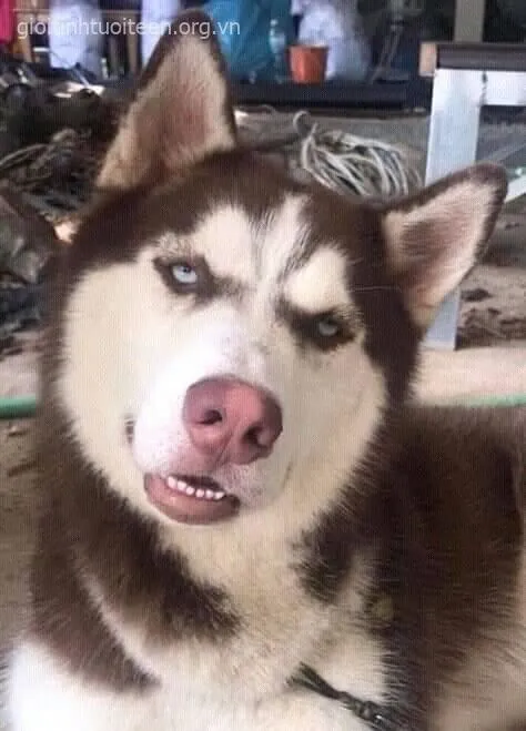 Ảnh chế boss chó mặt đơ nhưng caption “nội tâm hỗn loạn” cực hợp