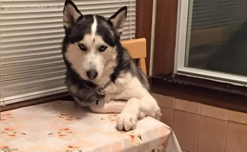 Hình ảnh Husky quạu quọ, nhìn thôi cũng bật cười.
