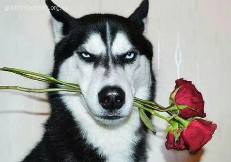 Meme chó Husky tặng hoa