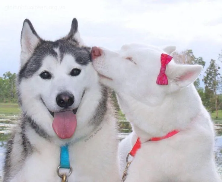 Meme chó Husky khuôn mặt đơ, caption kiểu “mệt nhưng vẫn cố”