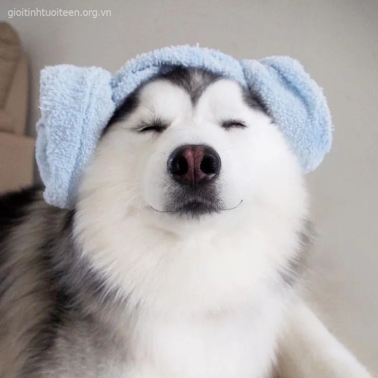 Meme Husky troll hài, biểu cảm lầy lội cực thú vị.