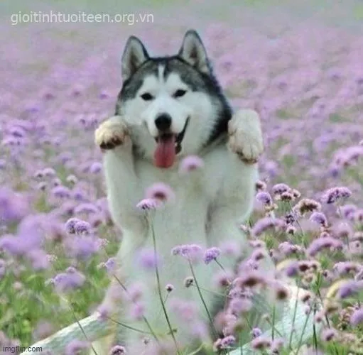 Meme chó Husky ánh nhìn đơ mà “gây bão” TikTok vì quá thật