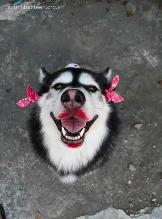 Meme chế chó Husky biểu cảm bất cần, caption troll cực duyên