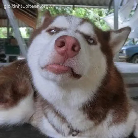 Meme chó Husky biểu cảm lạnh tanh như đang nghe sen than thở