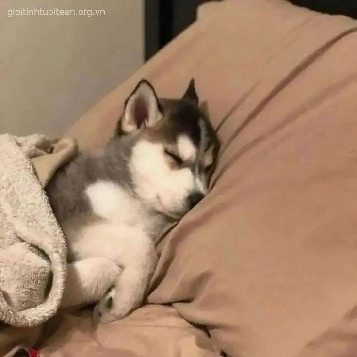 Ảnh vui boss chó mắt nhìn xa xăm, tâm hồn chán nhẹ