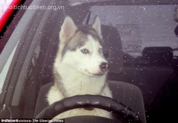 Ảnh vui chó tuyết ánh mắt trống rỗng mà vibe siêu mặn mòi