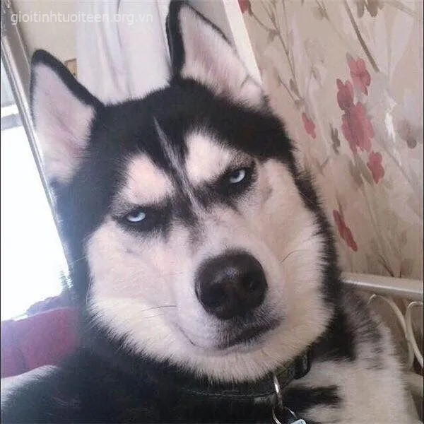 Hình chế chó Husky tăng động, lưỡi thè ra cực sinh động