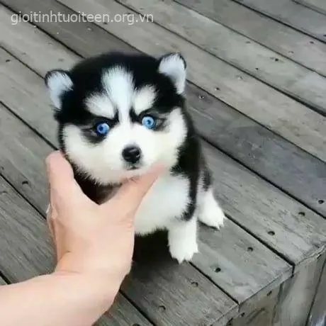 Meme chó Husky mặt vô tri, caption “tôi ổn mà” cực hợp mood