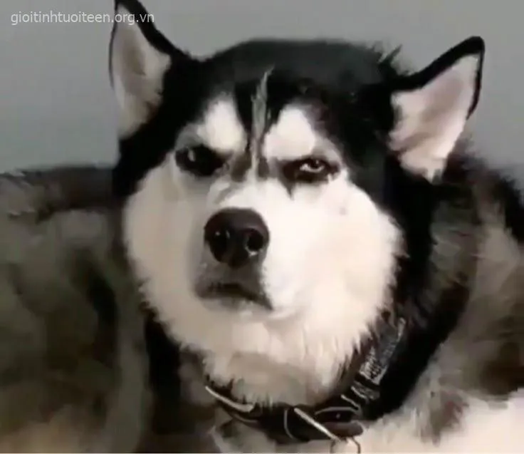 Hình troll chó Husky biểu cảm lạ, caption gây bão TikTok