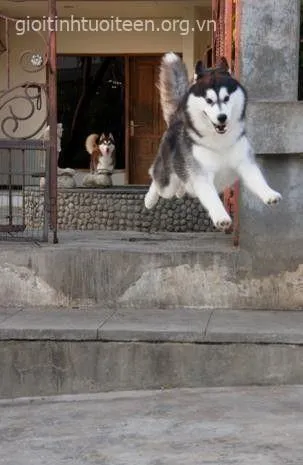 Ảnh vui chó mặt troll biểu cảm cực hợp caption dân mạng