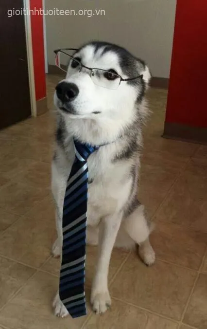 Meme chó Husky và hành trình từ boss lạnh lùng thành ngôi sao mạng