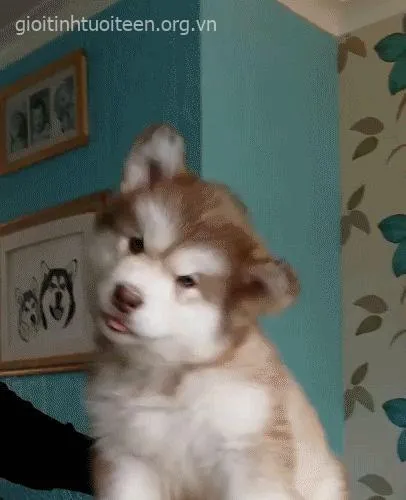 Khi chú chó Husky trở thành “vua biểu cảm” trong thế giới meme Việt