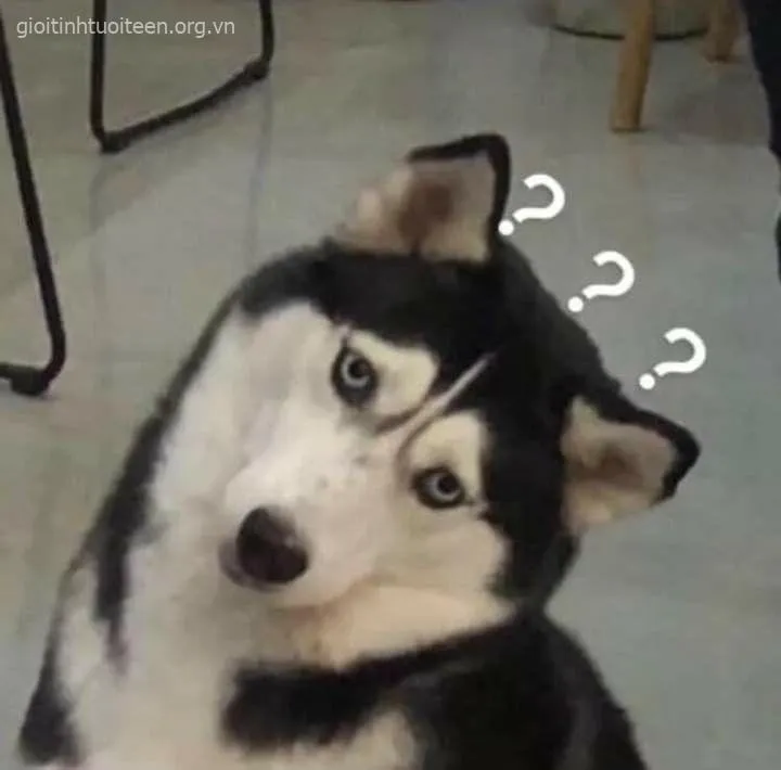 Meme chế chó Husky ngáo ngơ trong trend “chán như con gián”