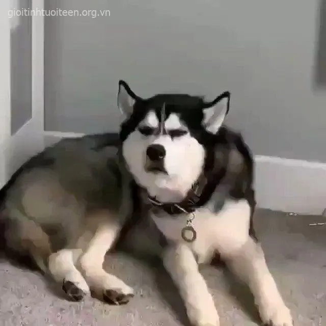 Bộ sưu tập meme Husky ngáo khiến fan thú cưng không nhịn được cười
