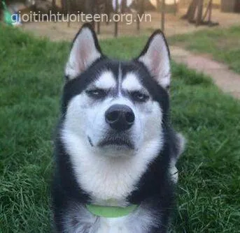 Ảnh vui chó tuyết ngáo nằm phè, ánh mắt nói ngàn cảm xúc