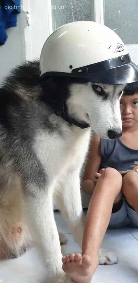 Ảnh vui boss ngáo bị dỗi, mặt lạnh tanh nhìn máy ảnh