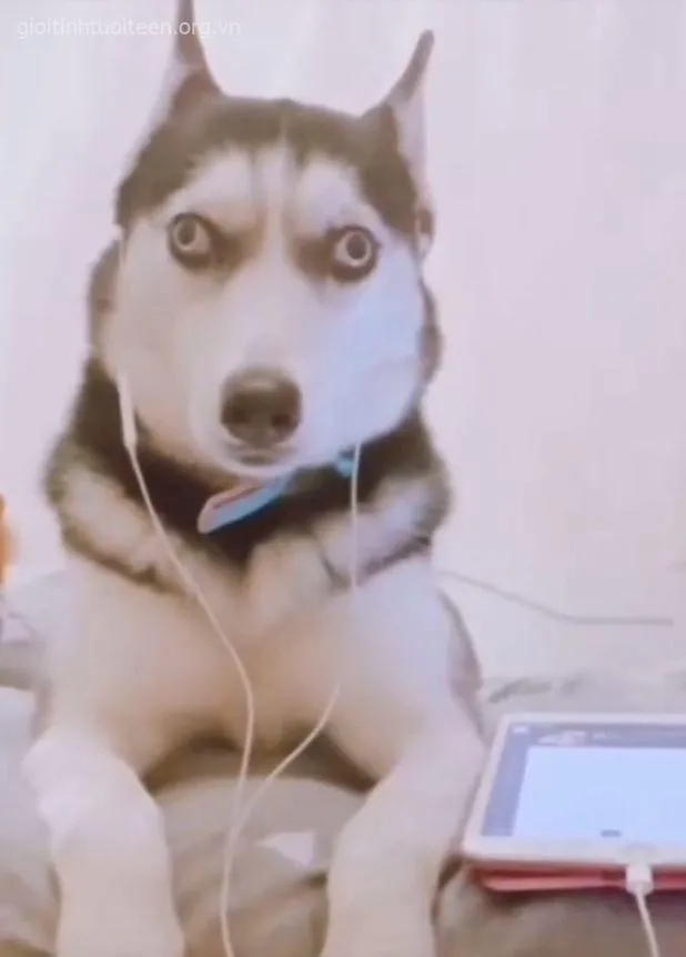 Ảnh chế Husky hài hước: khi boss tuyết “tấu hài” còn hơn diễn viên