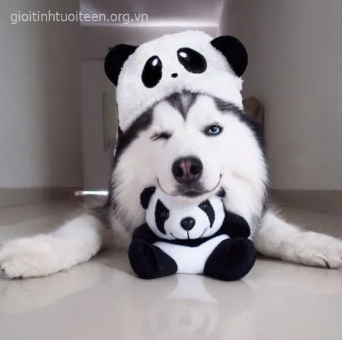 Meme hài chó Husky phản ứng lố khi nghe tiếng đồ ăn