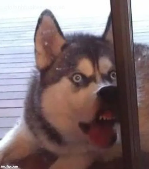 Ảnh chế chó tuyết troll mèo hàng xóm cực buồn cười