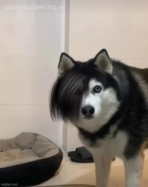 Ảnh meme chó tuyết ngáo biểu cảm mếu pha lẫn buồn cười