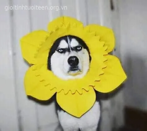 Ảnh meme chó tuyết selfie góc nghiêng trông như idol