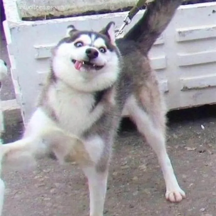 Meme hài chó Husky và sen đang tranh cãi cực buồn cười