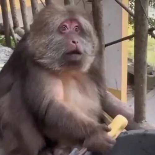 Hình meme há hốc mồm mô tả cú twist bất ngờ.