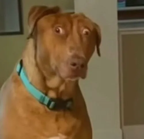 Ảnh chế khuôn mặt tròn xoe mắt phản ứng choáng.