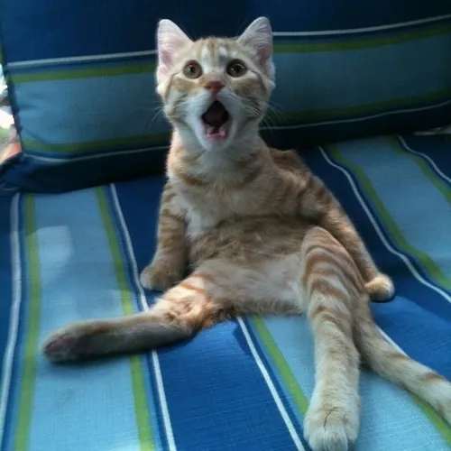 Ảnh troll biểu cảm ngỡ ngàng không nói nên lời.