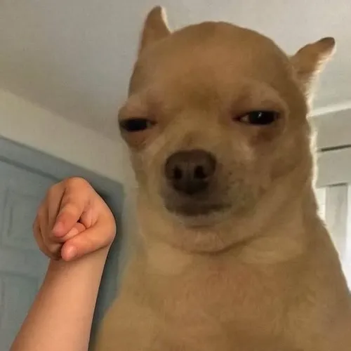 Hài hước không tưởng với những tấm ảnh chó chỉ tay cực gắt