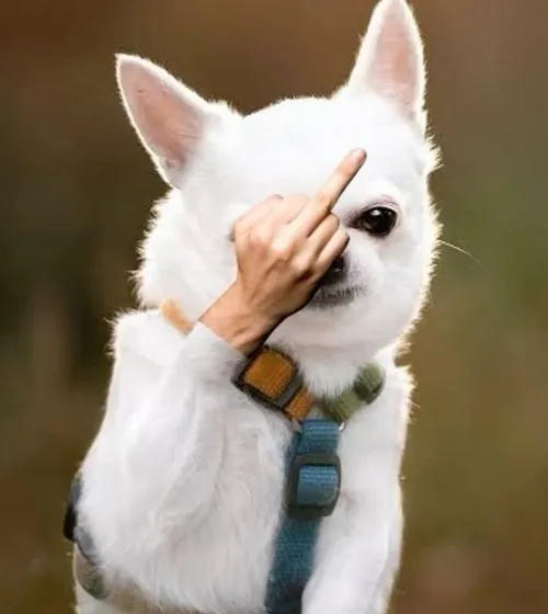 Meme chó giơ ngón tay thối, ngón tay giữa