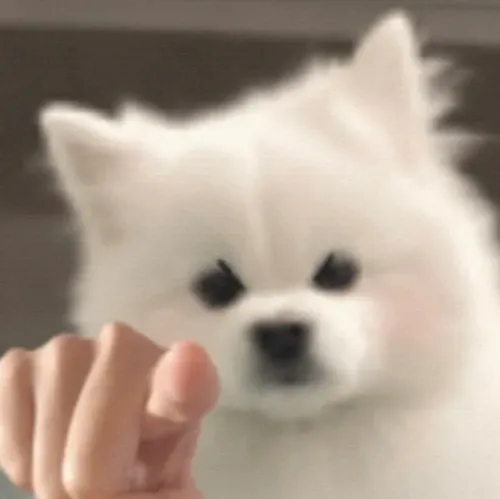 Bộ ảnh meme chó chỉ tay đầy biểu cảm khiến dân mạng cười nghiêng