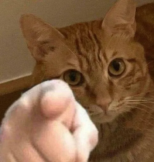 Meme chế chó chỉ tay biểu cảm “dằn mặt nhẹ” cực vui