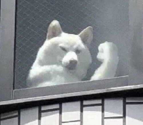 Meme chó chỉ tay: khi ánh mắt và ngón tay nói thay ngàn lời