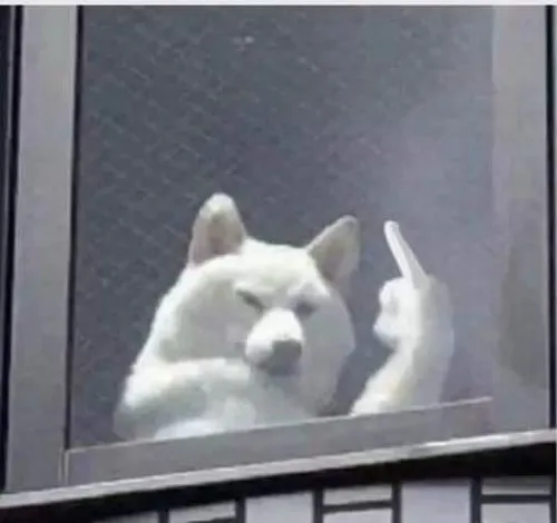 Chó chỉ tay và nghệ thuật “dằn mặt nhẹ” trong đời sống mạng