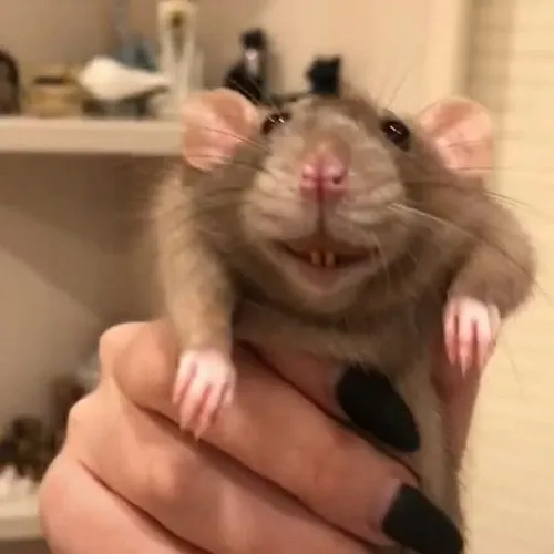 Ảnh meme chuột dễ thương với nụ cười tỏa sáng