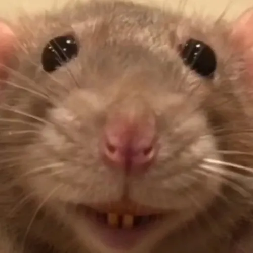 Meme chế nụ cười chuột đáng yêu mà lém lỉnh