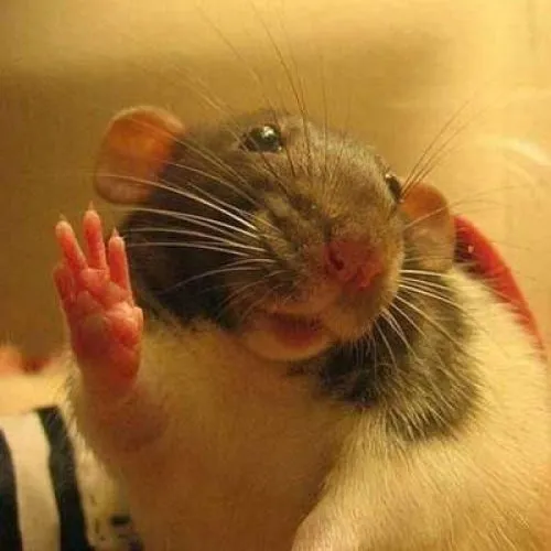 Hình troll chuột nhe răng kiểu “tao biết nha”