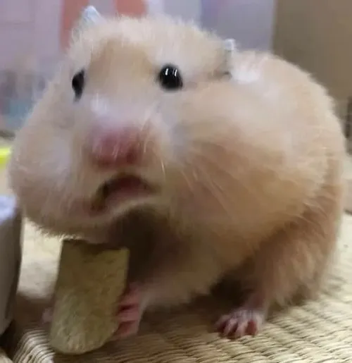 Meme chuột hamster cười nham hiểm phồng má nhìn siêu ám muội