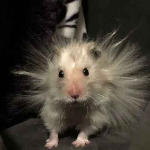 Ảnh troll chuột hamster mắt long lanh như sắp rơi lệ