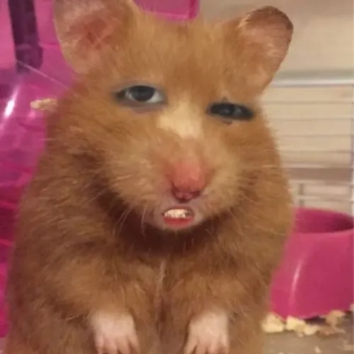 Hình chế meme vui chuột hamster khinh bỉ liếc nửa mắt
