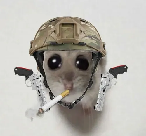 Meme hài chuột hamster vô tri nhìn vào camera đầy ngơ ngác