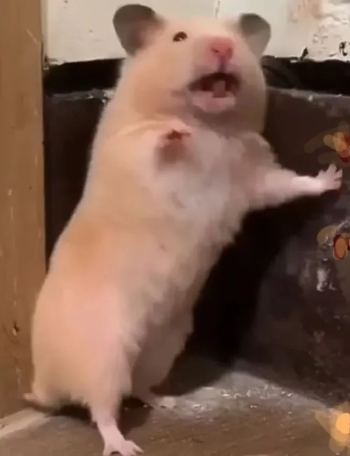 Ảnh troll chuột hamster cảm ơn bằng ánh mắt long lanh